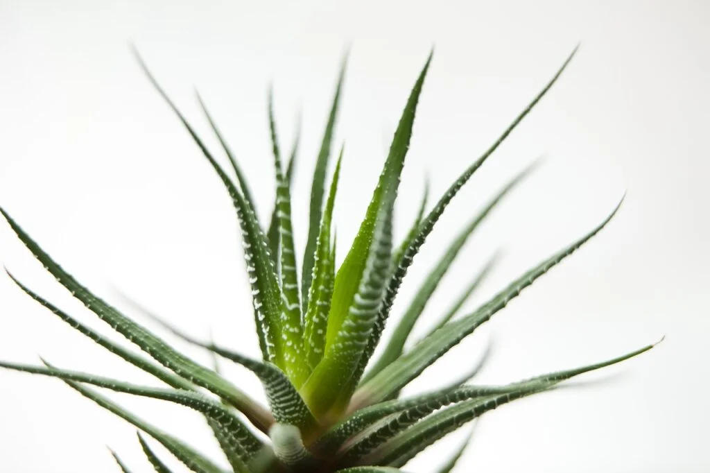 Planta tendencias decoración otoño-invierno 2020