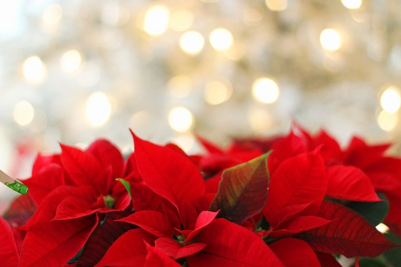 decoración de navidad rojo